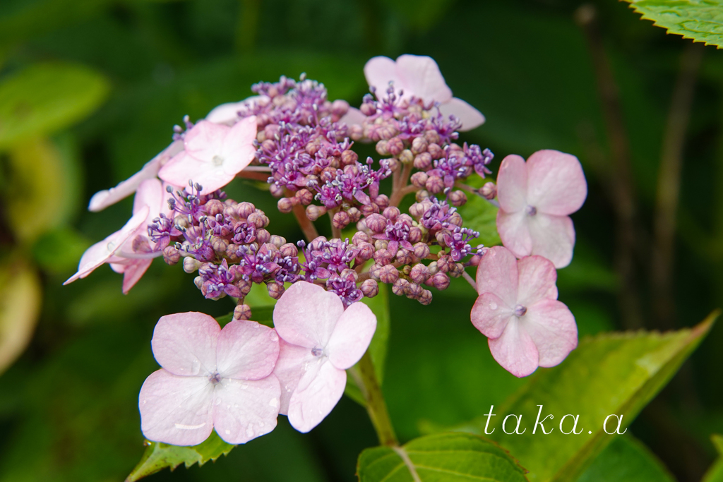 西大寺緑花公園アジサイ01