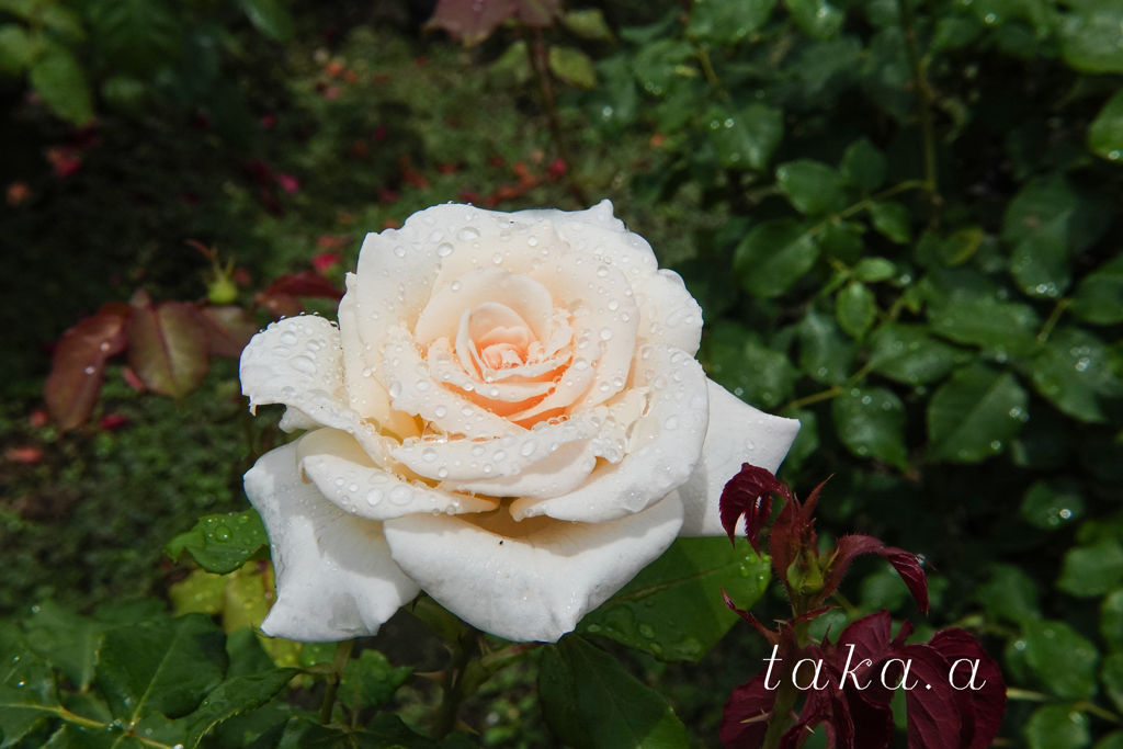 RSKバラ園雨上がり12
