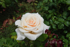 RSKバラ園雨上がり12