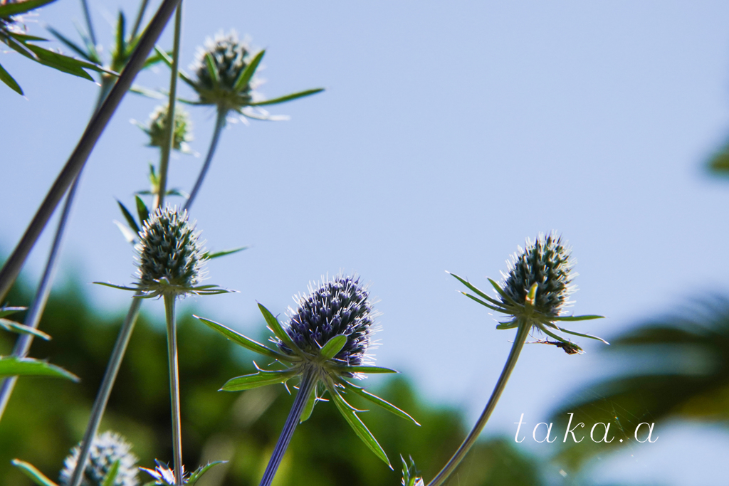 深山公園イギリス庭園16