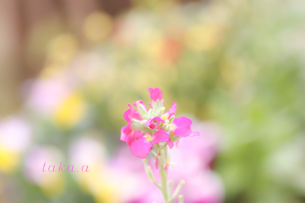 IMG_691920190202