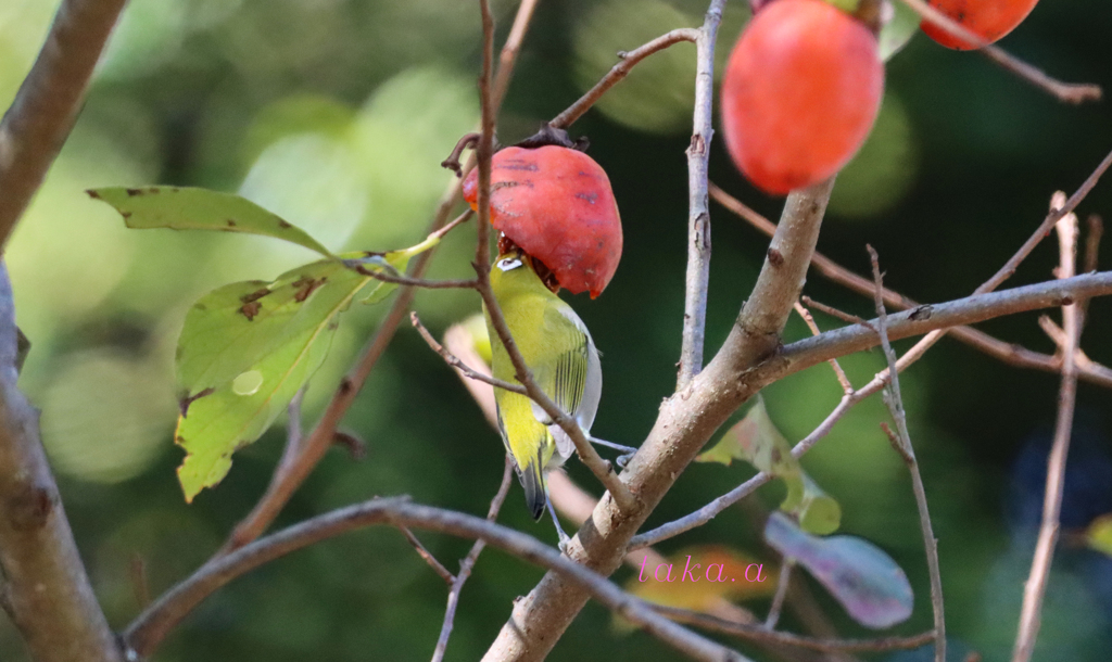 IMG_121720191105