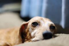 我が家の老犬