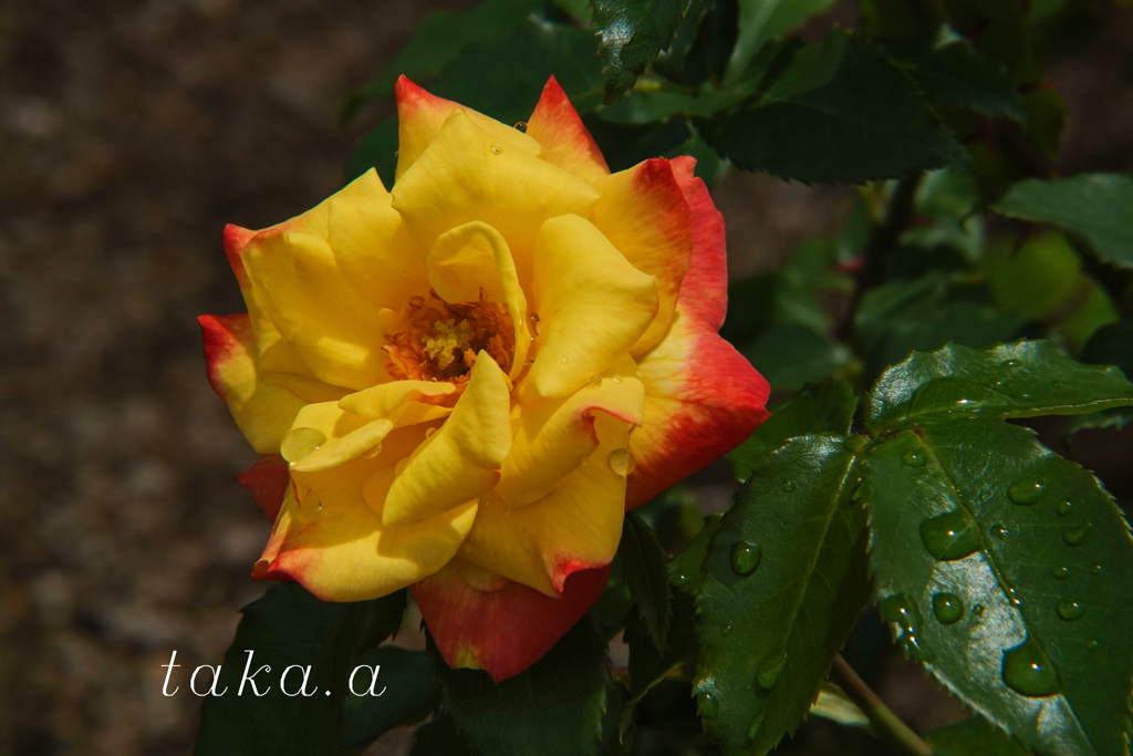 RSKバラ園雨上がり10