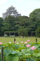 岡山後楽園　古代蓮03