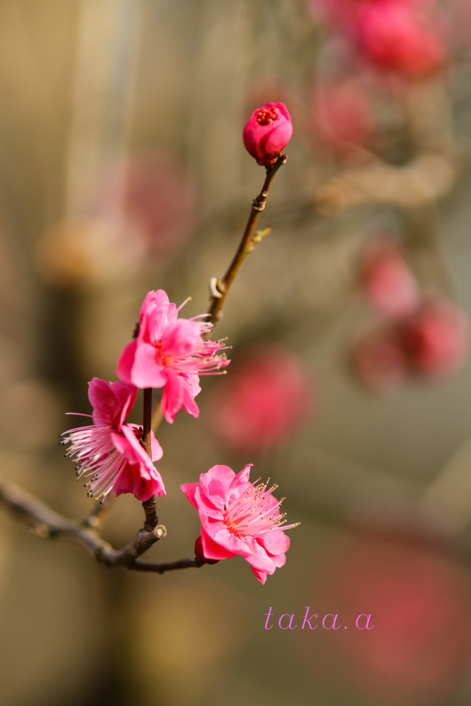 IMG_716320190210