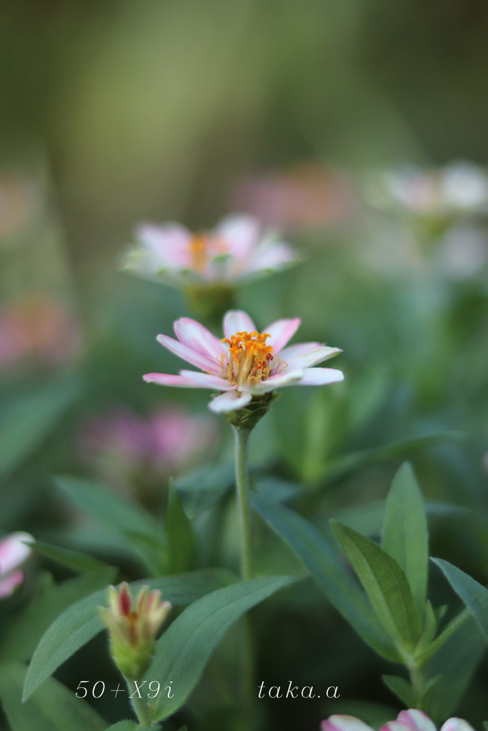 西大寺緑花公園