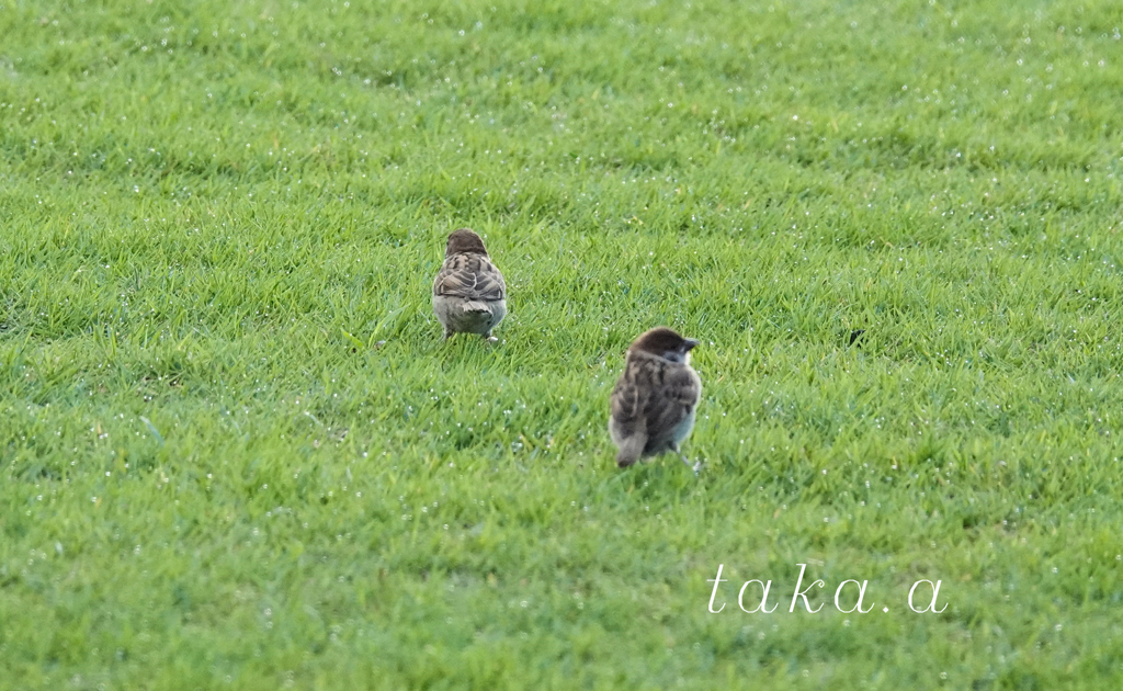 緑花公園　スズメ　カップル　01
