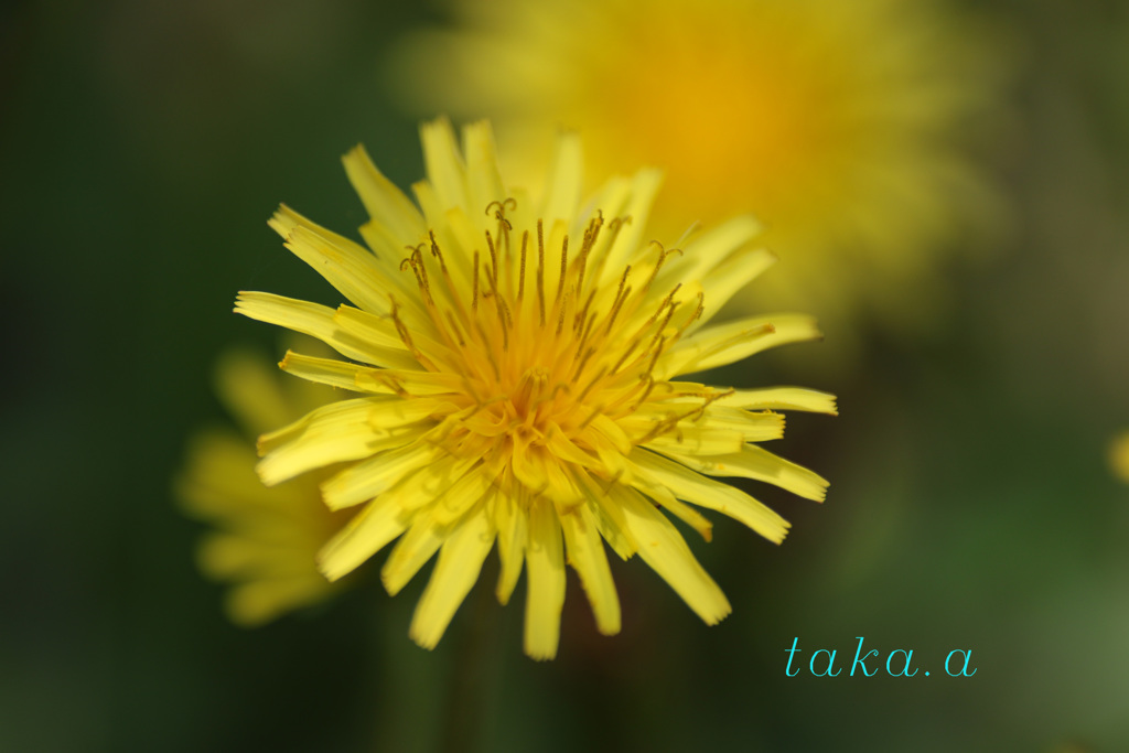 2M6A889120190420