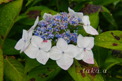 西大寺緑花公園12