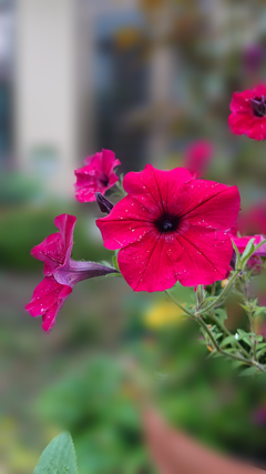 庭の花3  ボケエフェクト使用
