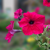 庭の花3  ボケエフェクト使用
