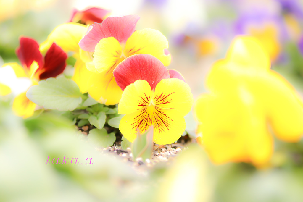 IMG_708020190210