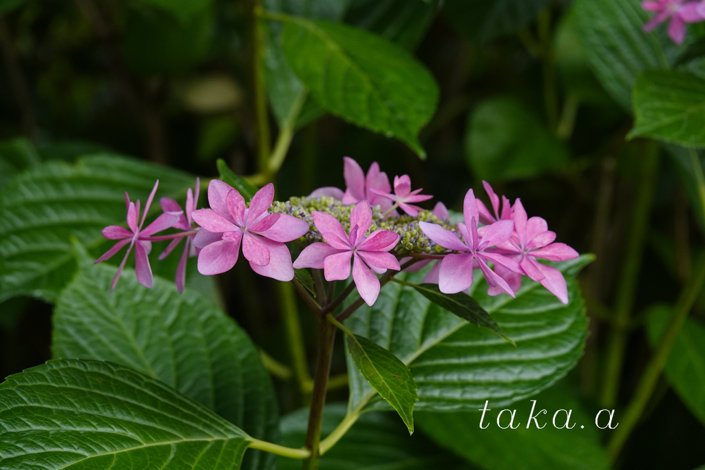 西大寺緑花公園アジサイ05