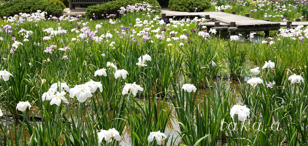 RSKバラ園内菖蒲園06