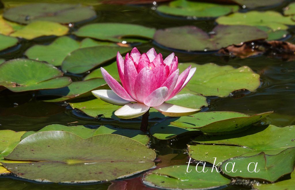深山公園イギリス庭園11