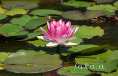 深山公園イギリス庭園11