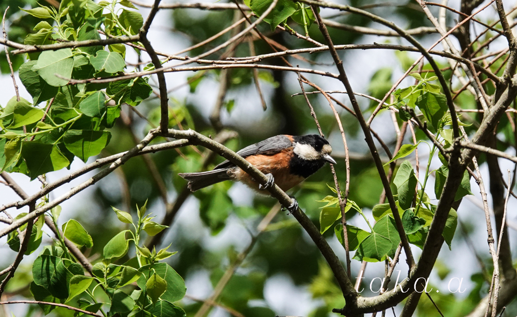 2018/05/19　ヤマガラ2