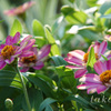 DSC0451320180806