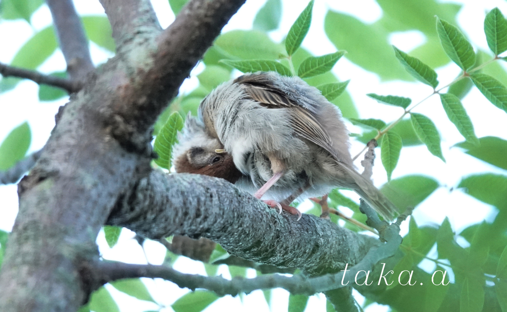 緑花公園　雀　03