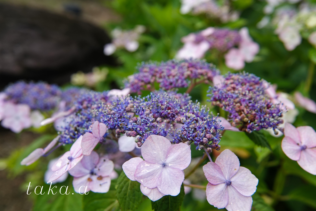 西大寺緑花公園アジサイ02
