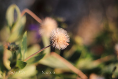 西大寺緑花公園