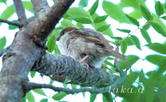 緑花公園　雀　04