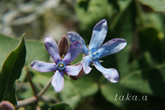 深山公園イギリス庭園06