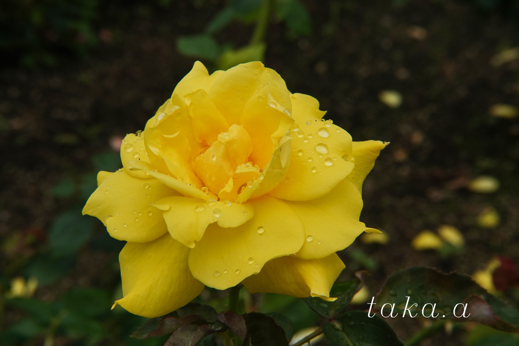 RSKバラ園雨上がり14