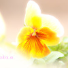 IMG_684920190202