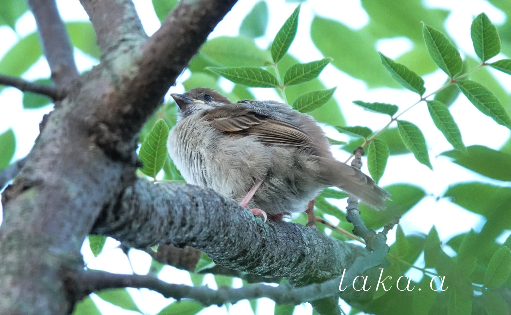 緑花公園　雀　02