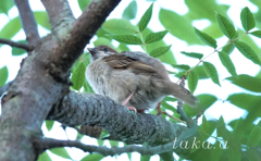 緑花公園　雀　02