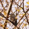 IMG_478020181209