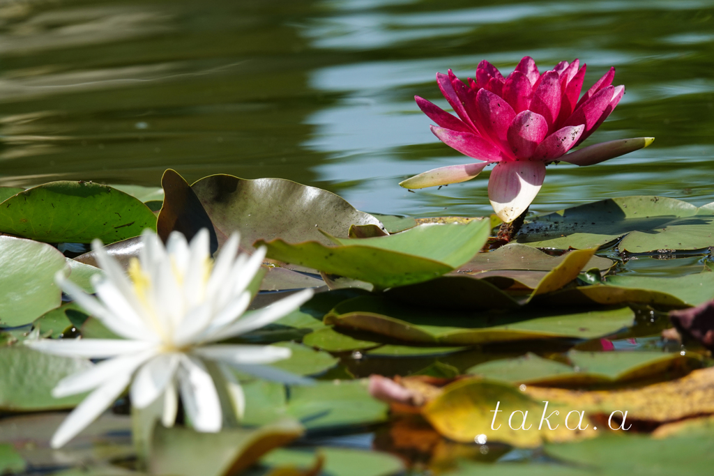 深山公園イギリス庭園15