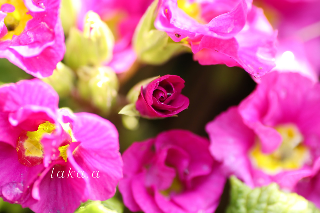 IMG_755220190301