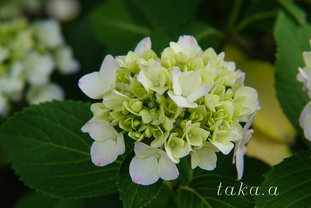 西大寺緑花公園アジサイ08