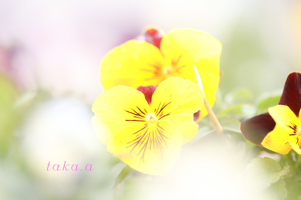 IMG_685620190202