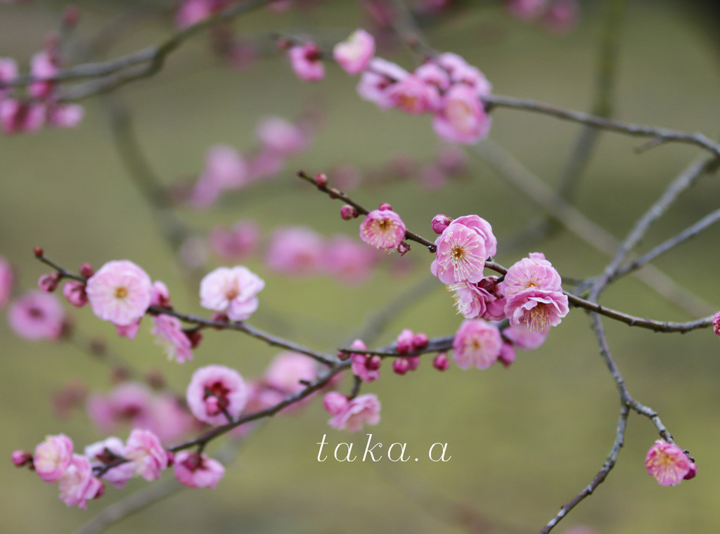 1月の梅
