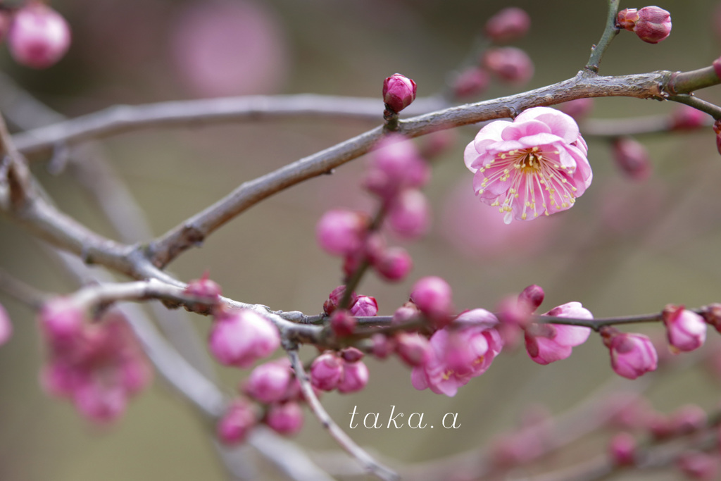 1月の梅