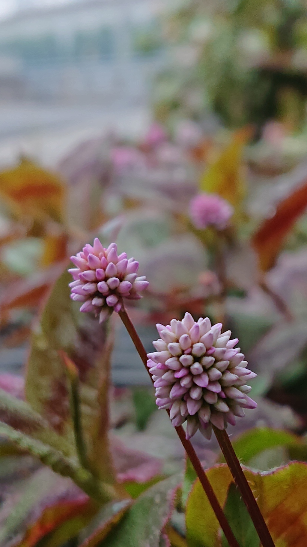 道の花  デジタルズーム