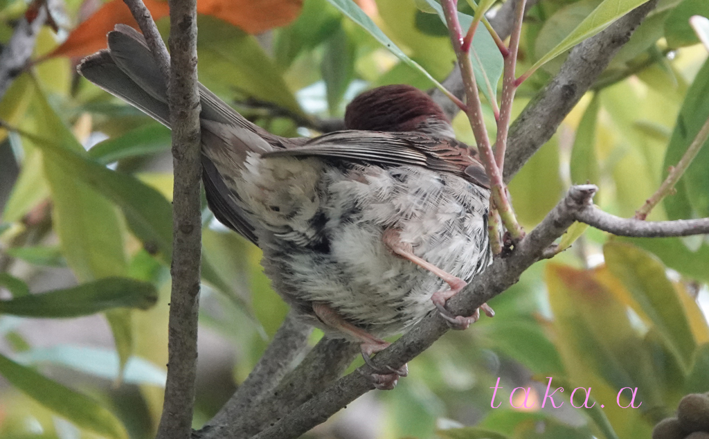恥ずかしがり屋