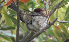 恥ずかしがり屋