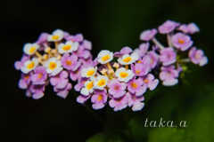 DSC0367320180722