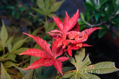 DSC0365420180722