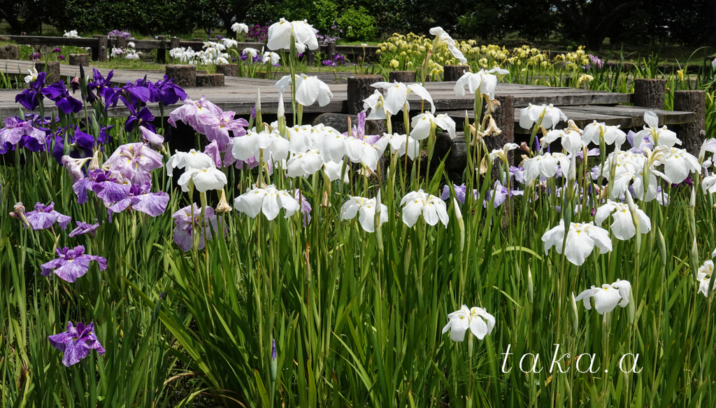 RSKバラ園内菖蒲園04