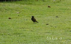 西大寺緑花公園　雨上がり03