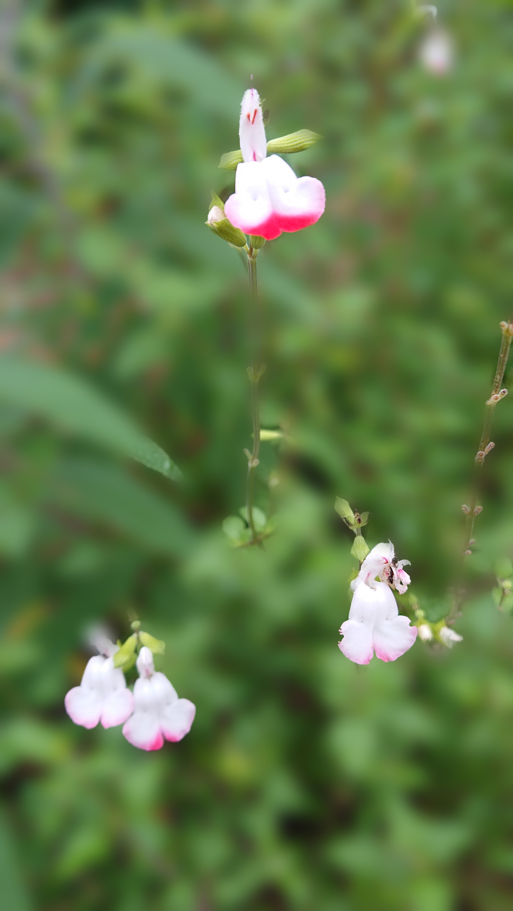 庭の花、ボケエフェクト使用