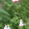 庭の花、ボケエフェクト使用