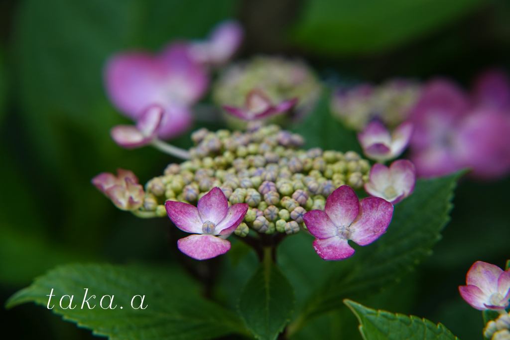 西大寺緑花公園アジサイ07