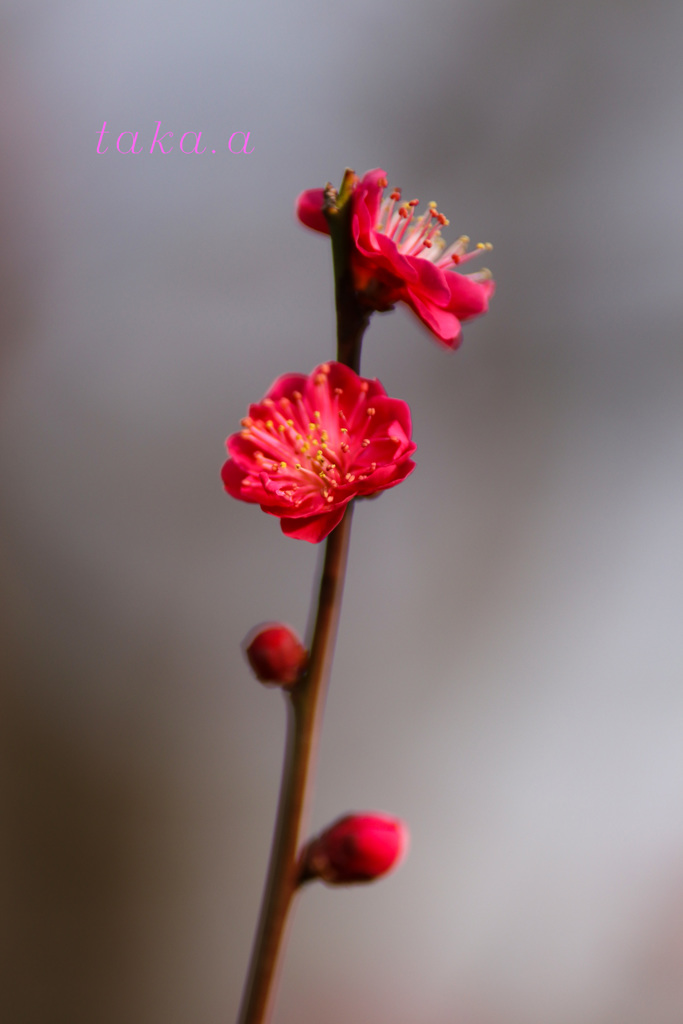 IMG_716120190210